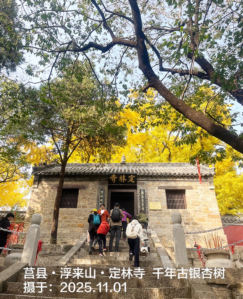 探秘四千余年依旧生机盎然的莒县浮来山定林寺银杏树